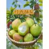 冷庫紅香酥梨，庫爾勒香梨，陽光玫瑰葡萄大量有貨聯(lián)系及時雨果蔬