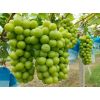 2025年陜西冷庫陽光玫瑰葡萄，紅香酥梨，庫爾勒香梨，紅富士批發(fā)