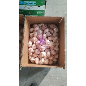 供應出口大蒜，精品白蒜