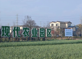 四川首張蒜種生產(chǎn)經(jīng)營(yíng)許可證發(fā)放