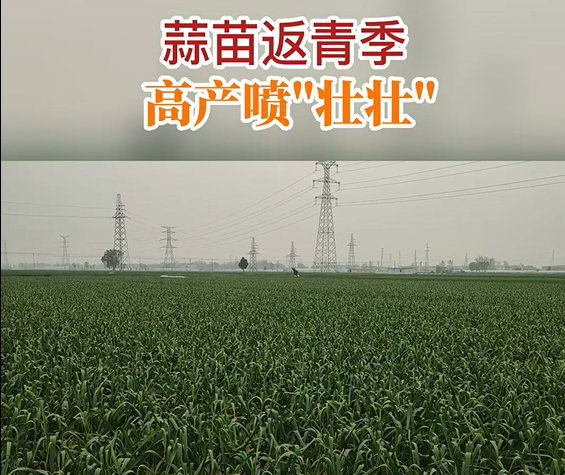蒜苗返青季、高產(chǎn)噴“壯壯”