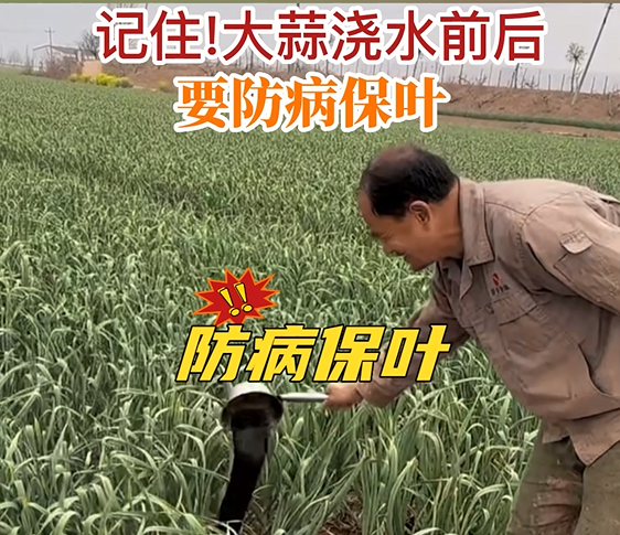 記住!大蒜澆水前后要防病保葉