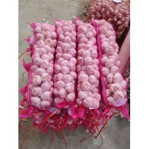 專業(yè)加工出口精品小包裝大蒜