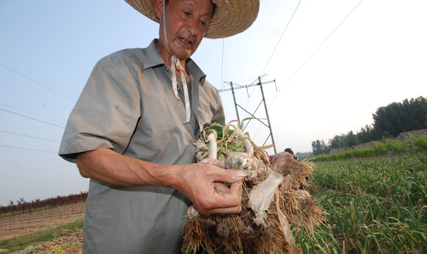農(nóng)戶在收獲大蒜查看蒜頭質(zhì)量