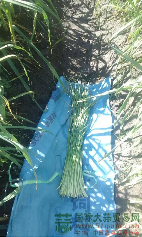 大理獨(dú)頭蒜蒜薹
