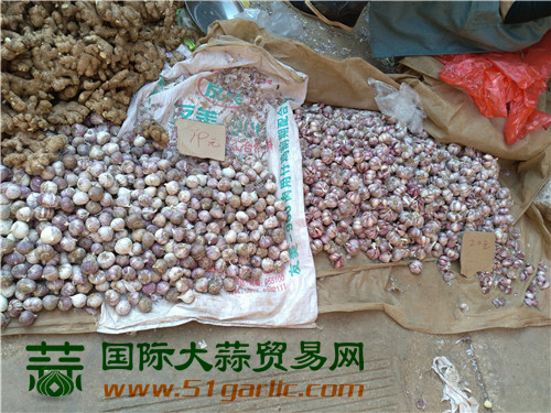 洱源、彌渡大蒜產(chǎn)值均過億元--國際大蒜貿(mào)易網(wǎng)