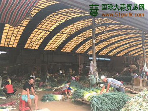 國際大蒜貿(mào)易網(wǎng)提供