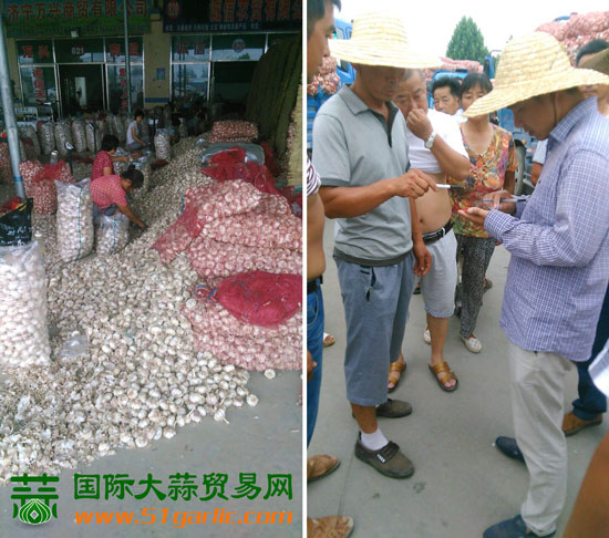 實話石說——國際大蒜貿(mào)易網(wǎng)